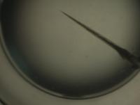 Zebrafish_seg_full project thumbnail
