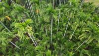 Arecanut leaf project thumbnail