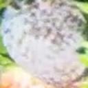 Strawberry Disease Classifier project thumbnail