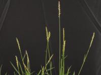 Crop1 project thumbnail