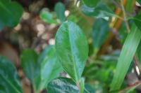 mangroves spot project thumbnail