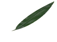 Medicinal plant classification  project thumbnail