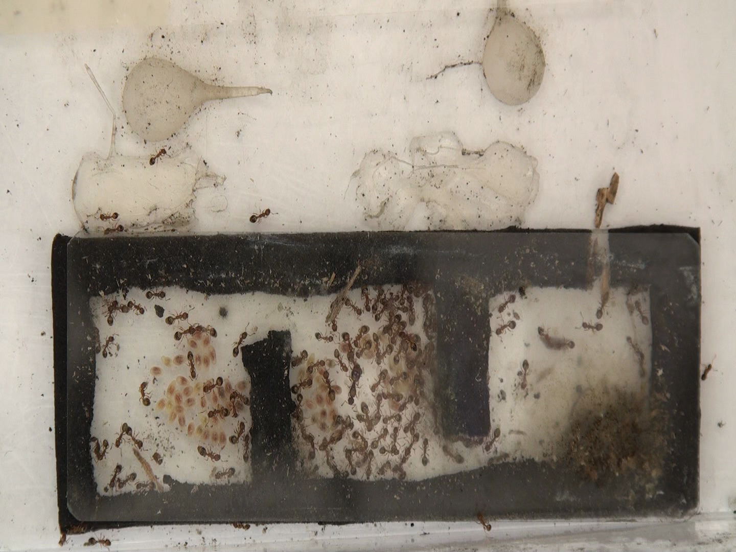 Ants detecting Object Detection Model by Sorbonne University