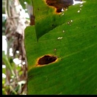 plant disease detection project thumbnail