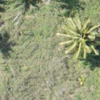 Palm Tree Centres project thumbnail