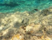 siganus rivulatus project thumbnail