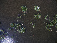litter project thumbnail