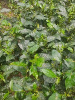 detection from plant project thumbnail