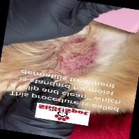 Kedi-Köpek Hastalık Tespiti project thumbnail