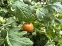 cherry tomatoes project thumbnail