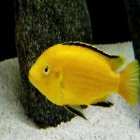 Electric Yellow Cichlid Retrain project thumbnail