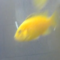 Electric-Yellow-Cichlid-Training project thumbnail