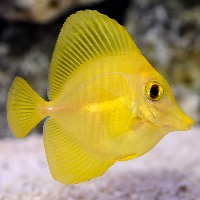 Electric-Yellow-Cichlid-Training-All project thumbnail