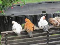 Chicken Detection project thumbnail