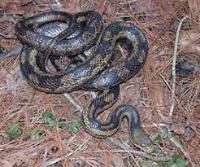 Snake & Lizard project thumbnail