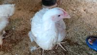Bird Detection and Tracking project thumbnail