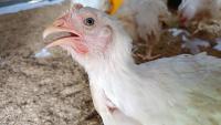 deteksi ayam percobaan project thumbnail
