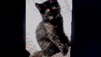 CAT DETECTION project thumbnail