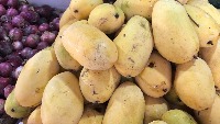 Mango Fruit Disease project thumbnail