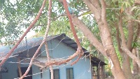 Mango Fruit Peduncle project thumbnail