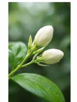 Flower vs Bud project thumbnail