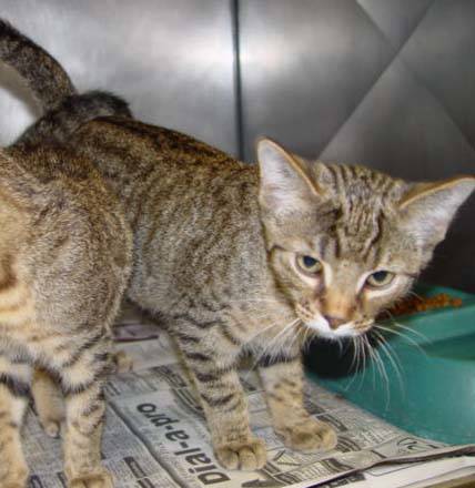 Python Gods - Roboflow Universe