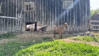Goat project thumbnail