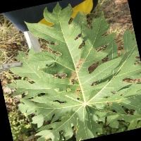 Daun Pepaya project thumbnail