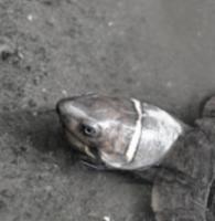 siebenrockiella leytensis detect project thumbnail