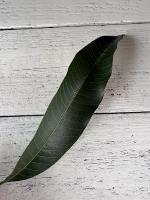Carabao-Leaf-Detection 2 project thumbnail