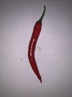 cabai besar merah project thumbnail