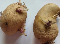 Produce Detection project thumbnail