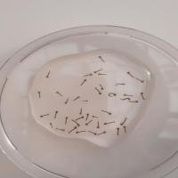 Datasset proto 1 project thumbnail