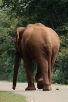 Elephant Detection project thumbnail