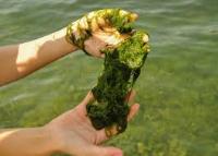 yolo_algae project thumbnail