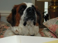 n02109525-Saint_Bernard project thumbnail