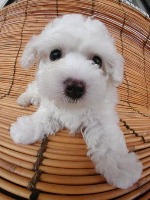 n02113624-toy_poodle project thumbnail