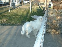 n02111500-Great_Pyrenees project thumbnail