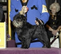n02110627-affenpinscher project thumbnail