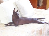 n02113978-Mexican_hairless project thumbnail