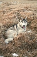 n02110185-Siberian_husky project thumbnail