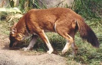 n02115913-dhole project thumbnail