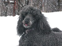 fuckingdog project thumbnail