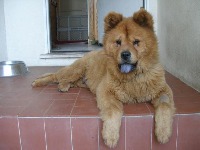 n02112137-chow project thumbnail