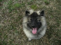 n02112350-keeshond project thumbnail