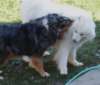 n02111889-Samoyed project thumbnail