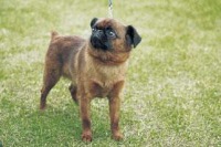 n02112706-Brabancon_griffon project thumbnail