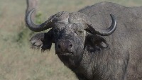 Wild life Detection project thumbnail