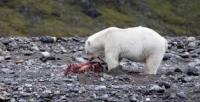 Find polarbears project thumbnail