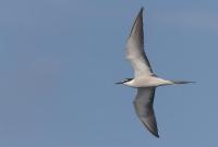 drone and bird project thumbnail